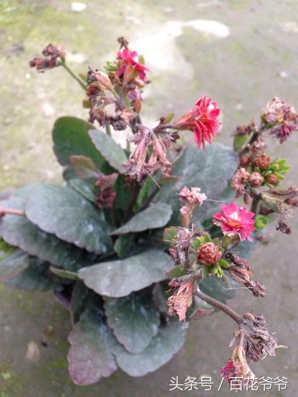长寿花开完赶紧这样来一刀,一个月后又能再次开花爆盆!