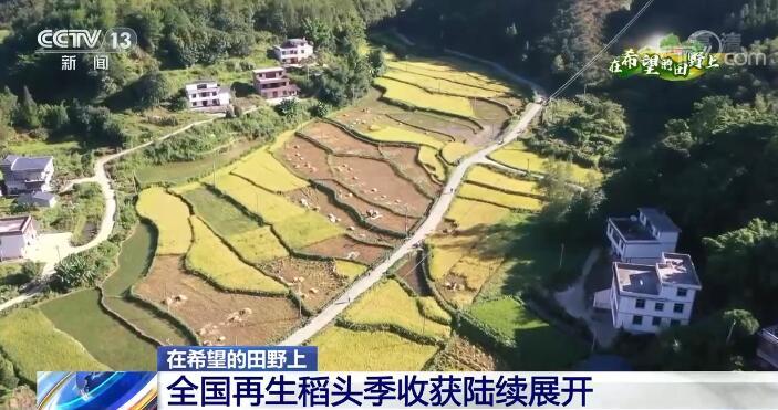 全国再生稻头季收获陆续展开 推广种植潜力大