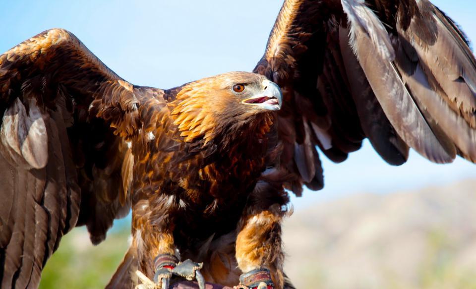 草原猎手| 哈萨克驯鹰人的不二法门