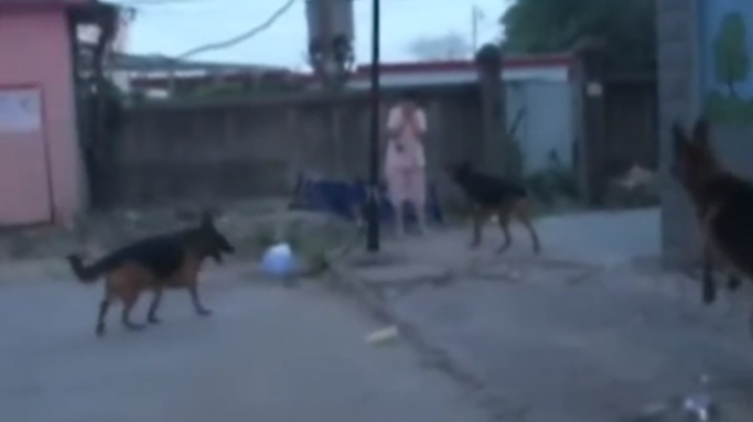 这些狗栓不住?女子下楼遭3条大狼狗围堵 捂脸吓哭 这些狗栓不住?女子下楼遭3条大狼狗围堵 捂脸吓哭