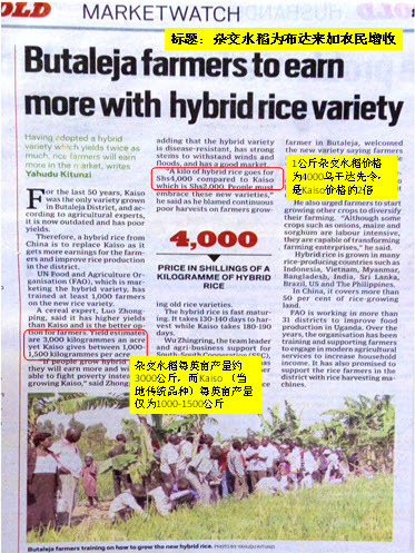中国杂交水稻为乌干达农民带来新希望 中国杂交水稻为乌干达农民带来新希望