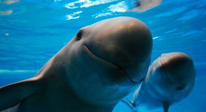 人大代表联名建议:尽快将长江江豚升级为一级保护动物 人大代表联名建议:尽快将长江江豚升级为一级保护动物