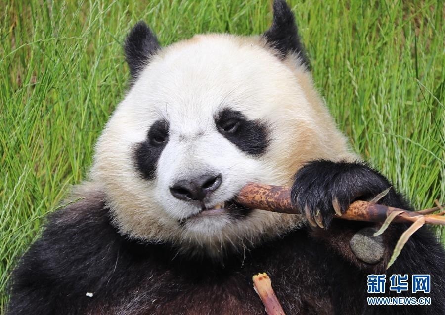 在位于四川省阿坝藏族羌族自治州的九寨沟大熊猫园拍摄的大熊猫(6月19日摄)。 近日,位于四川九寨沟县勿角大熊猫自然保护区内的九寨沟大熊猫园开园迎客,从中国大熊猫保护研究中心迁入的4只大熊猫“小礼物”“海海”“天天”“新新”正式与公众见面。全国第四次大熊猫调查报告显示,九寨沟县有野生大熊猫31只,其中勿角大熊猫自然保护区内有22只。