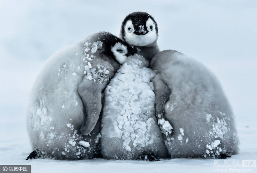 帝企鹅宝宝抱团取暖