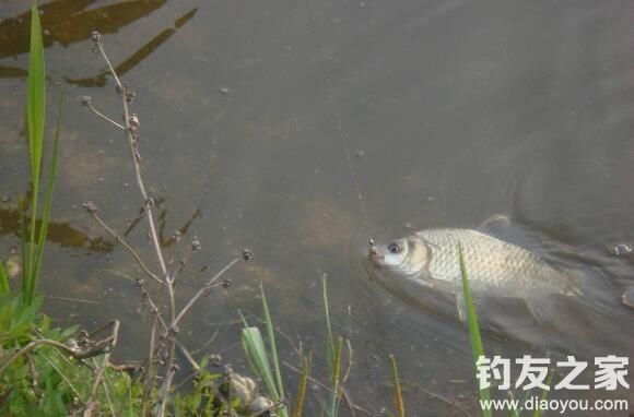 野钓时用跑铅钓法能避小鱼又防走水