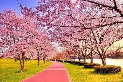 这个曾经轰动一时的青岛樱花小镇,如今冷冷清