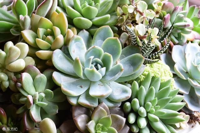 淘米水究竟能不能浇多肉植物?大神是这样说的