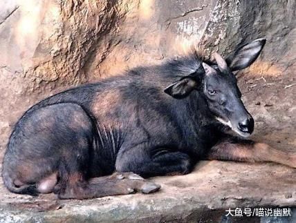 神农架中5种传说生物, 第4种如今已被送进动物