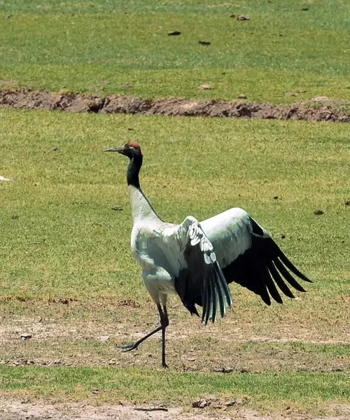 他是高寒缺氧的无人区,他是高原上疯狂的动物城