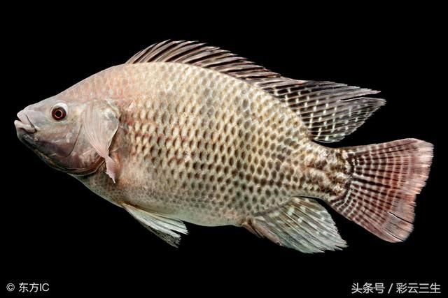 一亩鱼塘能养多少罗非鱼,罗非鱼养殖密度