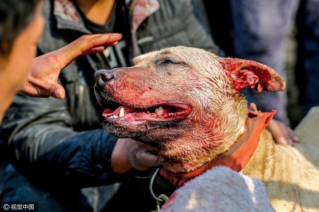 农村庙会现“斗狗”表演 场面血腥 农村庙会现“斗狗”表演 场面血腥