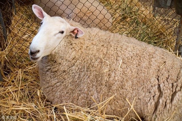 七月紫气东来的67年生肖羊,不管做什么都能诸