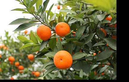 蜜桔的营养价值你了解吗?蜜桔的功效与作用你