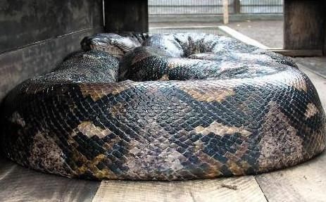 这是世界上最大的蛇,亚马逊森蚺(学名:eunectes murinus),看上去实在