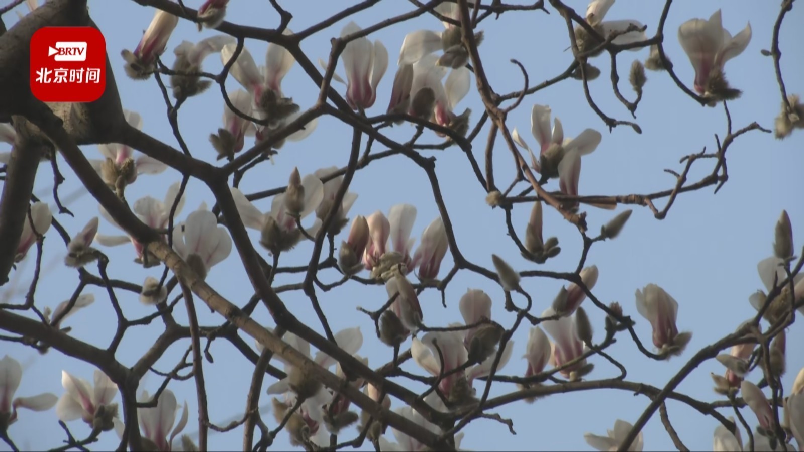 春天里的潭柘寺 不能错过的那一抹春色