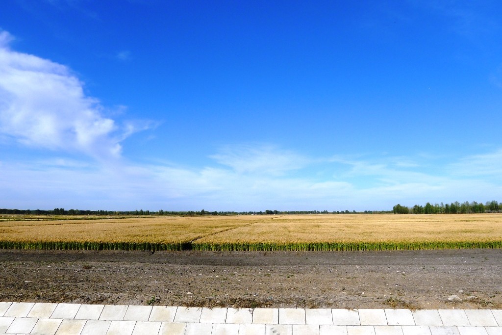 黑龙江双河农场图片