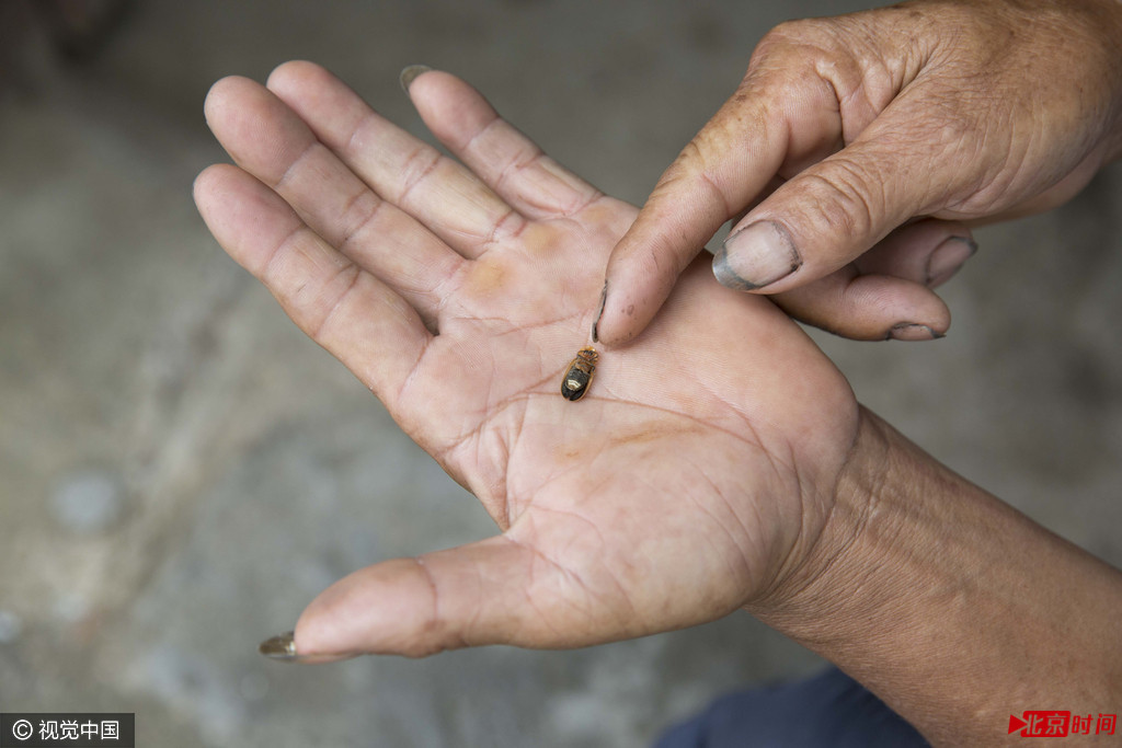 在大沽乡，捕捉萤火虫成了当地许多人的一项副业。澎湃新闻探访时，一个山谷里每隔着几百米就有一户在捕萤。大沽所在的宁都县，是国家级贫困县，宁都政府2015年的政府工作报告表明，当地农民的人均一年可支配收入不足万元。但经济的滞后，保留下了森林和湿地，大量耕种的水稻，再加之湿润的气候，使宁都成为萤火虫的理想居所距离大沽不远的村庄阳霁，由于“虫头”的到来，不少家庭也加入了捕萤队伍。62岁的村民胡技宏说，他抓了三年，今年因为眼睛不好才停止。去年在6－9月间捕萤赚了约一万元，几乎是他一年种地收入的两倍。