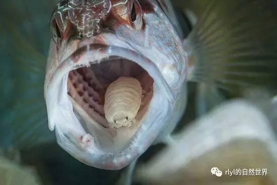 ߑ ߐ 缩头鱼虱是怎样代替鱼的舌头的?