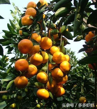 你知道我国柑橘哪里种植最好吃?