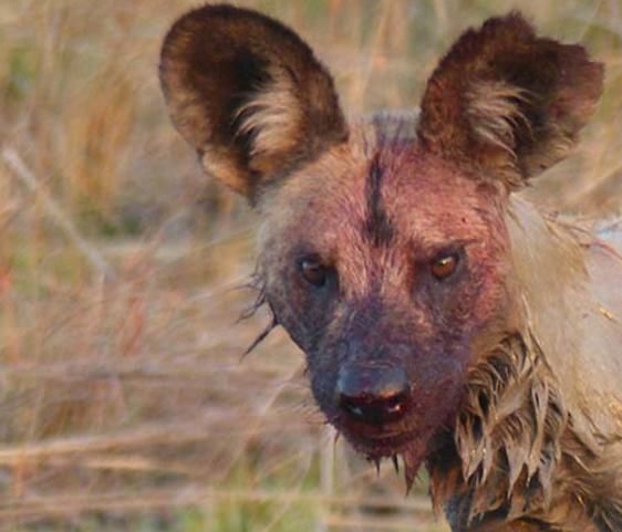 吃完之后的野狗表情呆滞的看着羚羊,是不是为刚才自己的行为感到愧疚!