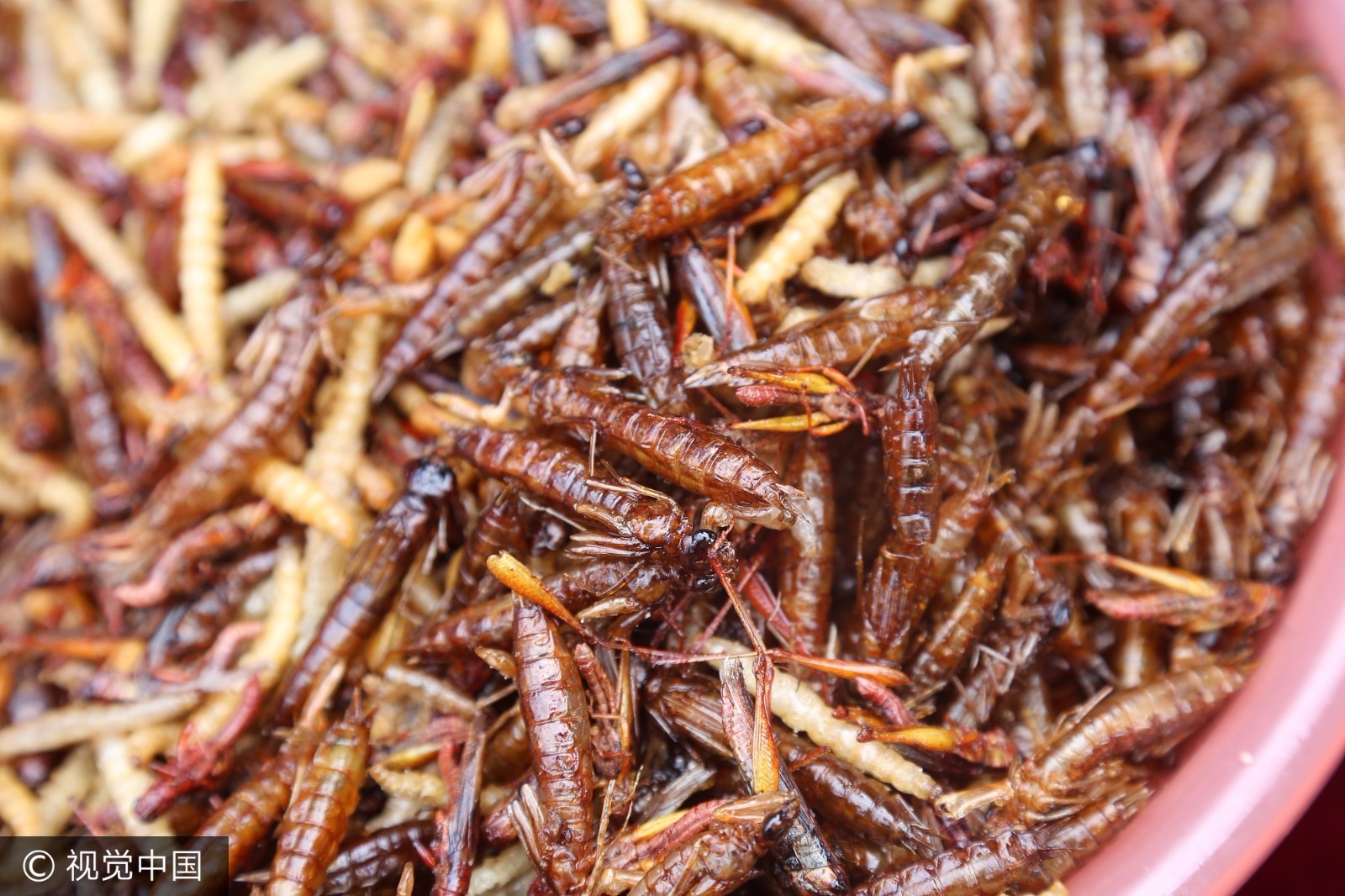 景区举行吃虫子比赛 重庆游客吃2斤昆虫夺冠