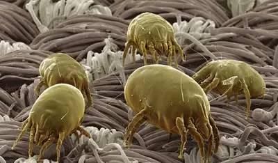 家里螨虫特别多?只需1把艾草,螨虫有多少死多