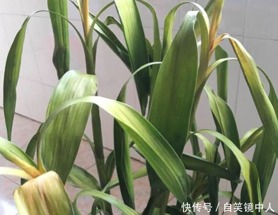 夏天富贵竹叶子发黄怎么办掌握这几个方法,嫩