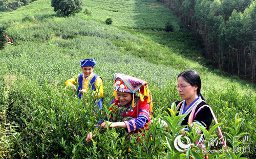 党组织引领 小山村做出扶贫“茶”文章