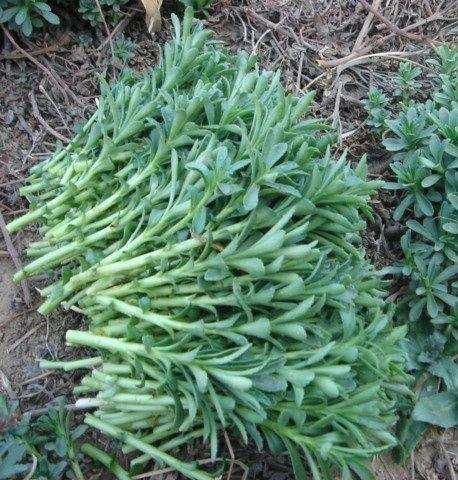 农村这种不起眼的野菜一斤卖到200元,供不应求!-北京时间