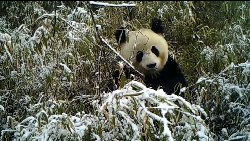 萌翻了！野生“冰墩墩”现身蜂桶寨“开吃播”