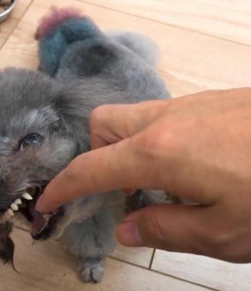 泰迪做完造型脾气变爆,主人吓得不敢靠近,网友笑喷:它可是公狗