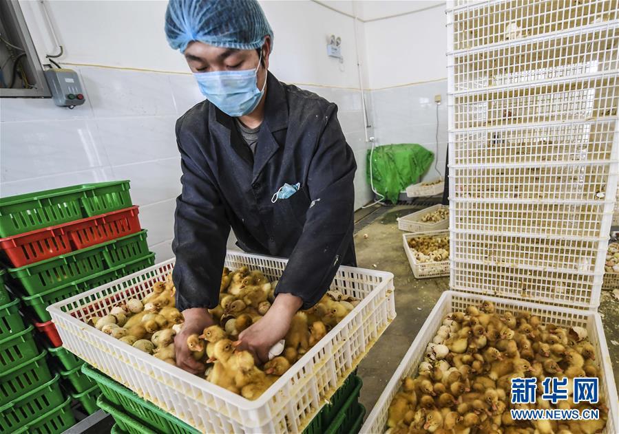 河北献县:“鸭”产业助力脱贫增收 河北献县:“鸭”产业助力脱贫增收