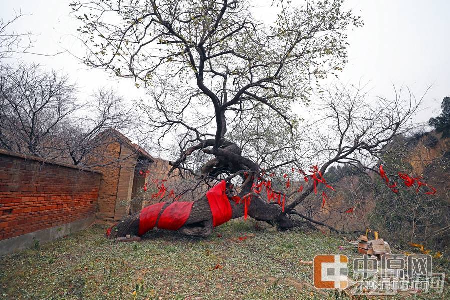 【学思践悟十九大】第一 书记讲好故事④|大槐树下的第一 书记|新闻动态-《对话中国品牌》栏目采编中心 【学思践悟十九大】第一 书记讲好故事④|大槐树下的第一 书记|新闻动态-《对话中国品牌》栏目采编中心