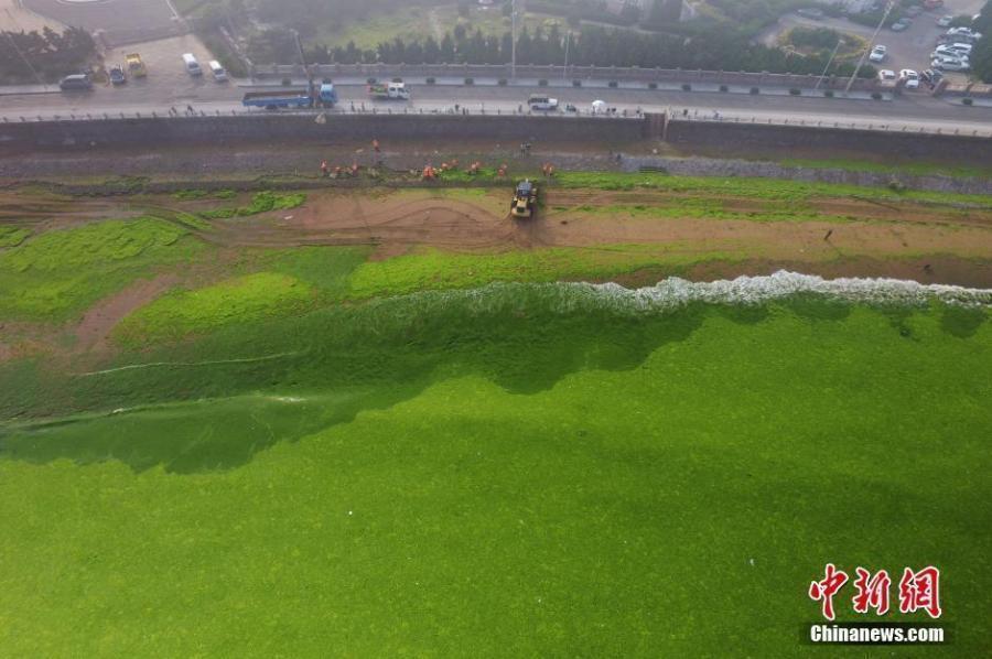 大面积浒苔入侵胶州湾 绿潮成片如草原