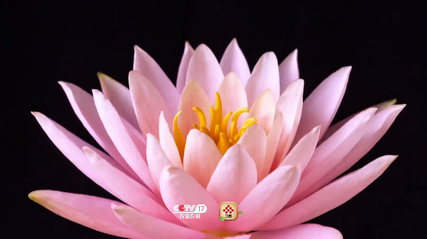 唯美！110秒延时摄影看莲花绽放瞬间