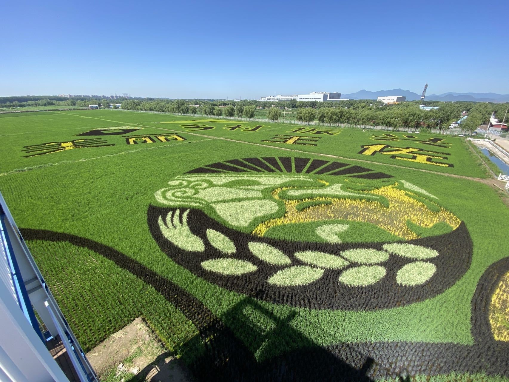 北京丰台巨幅稻田画绘就农旅融合新风景
