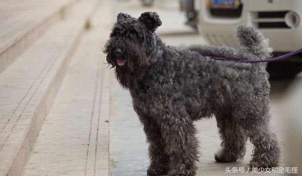 爱尔兰四大古老犬种之一、爱尔兰国犬凯利蓝梗