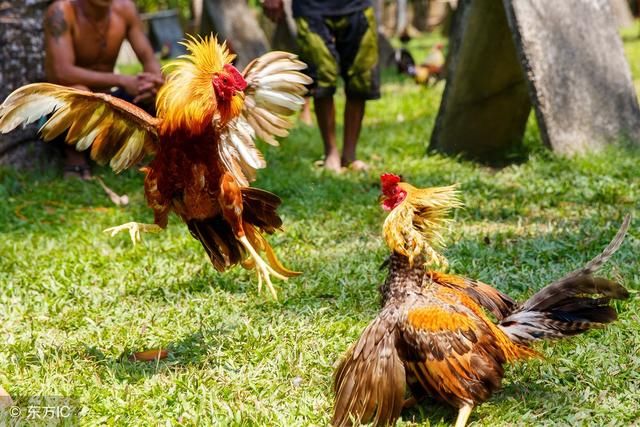 7月将迎来七十二般变化的生肖鸡