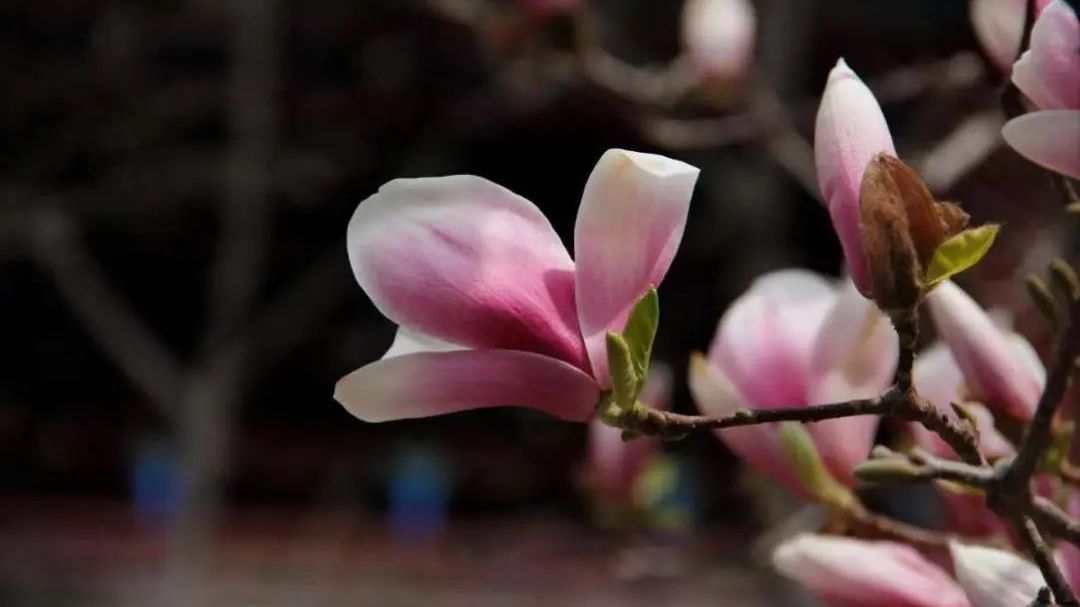 古刹春意暖丨今天潭柘寺二乔玉兰观赏季拉开帷幕! 古刹春意暖丨今天潭柘寺二乔玉兰观赏季拉开帷幕!