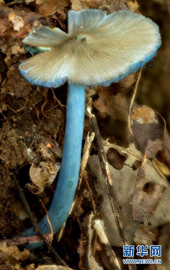 中科院团队在云南发现一蓝色蘑菇新种，命名为“勐宋粉褶菌”，这一研究成果发表在国际期刊《土耳其植物学杂志》上。