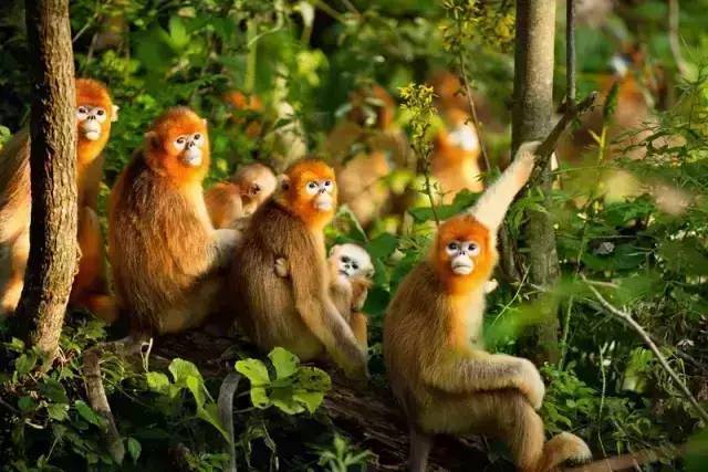 川金丝猴栖息在四川,陕西,甘肃和湖北的温带森林中,过着群居生活,社会