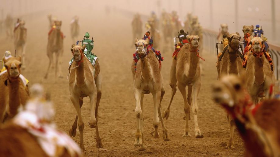 【去沙漠，和机器人比赛骑骆驼】在迪拜举行的利用人工智能的骑骆驼比赛上，许多机器人作为骑手相互竞争。在中东，骆驼比赛是门大生意，奖金十分丰厚。尽管如此，比起风险，还是骑乘骆驼的体验更重要。在迪拜，有些骑骆驼比赛还启用了机器人做骑手。传统项目与新兴科技接轨，十分先进。