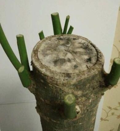 发财树黄叶严重或需要做造型,枝条叶子都可剪去