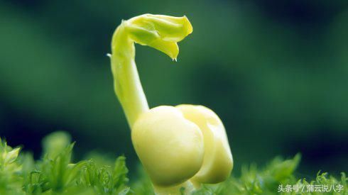 金水伤官喜见官,官星为何不是用神?