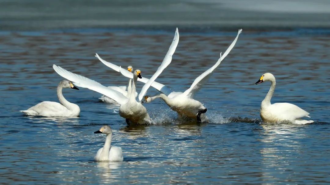 天鹅戏水报春归，南海子公园美如画！大波桌面图来啦