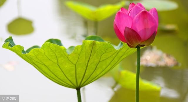 2018年猴女宜怀孕,看看你!