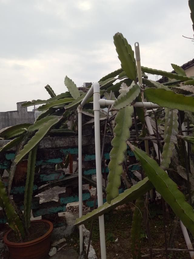 教你在阳台如何盆栽火龙果!