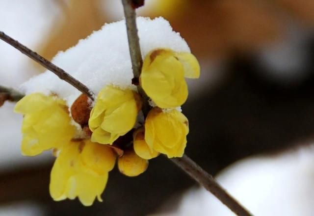 白雪皑皑的兴庆公园 唯有梅花雪中悄然绽放