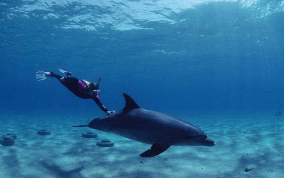 海底1万米到底多恐怖?看到这些怪异生物恐惧