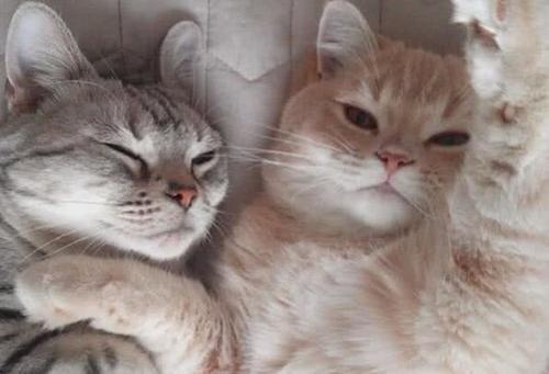 猫会得哪些病?铲屎官快点点开,早发现早治疗